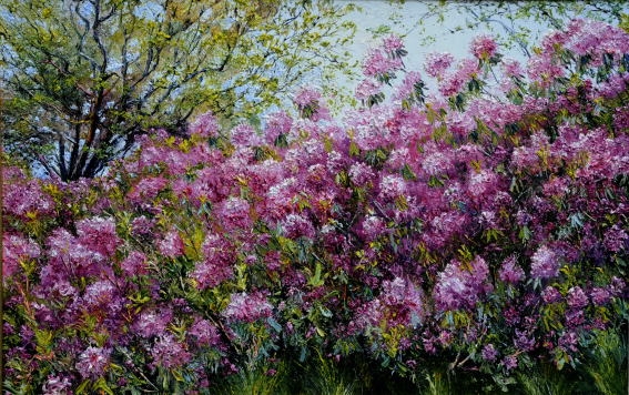Sessile Oak and Rhododendron
